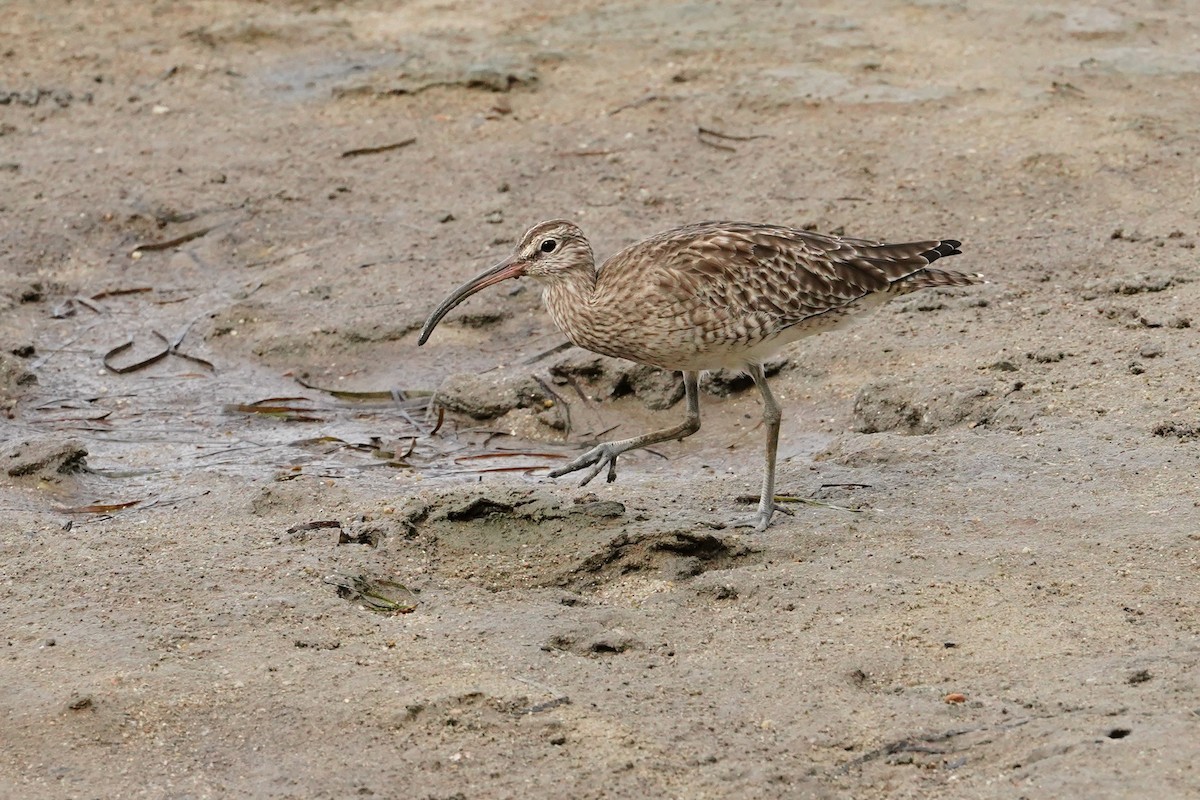 Whimbrel - Trevor Ross