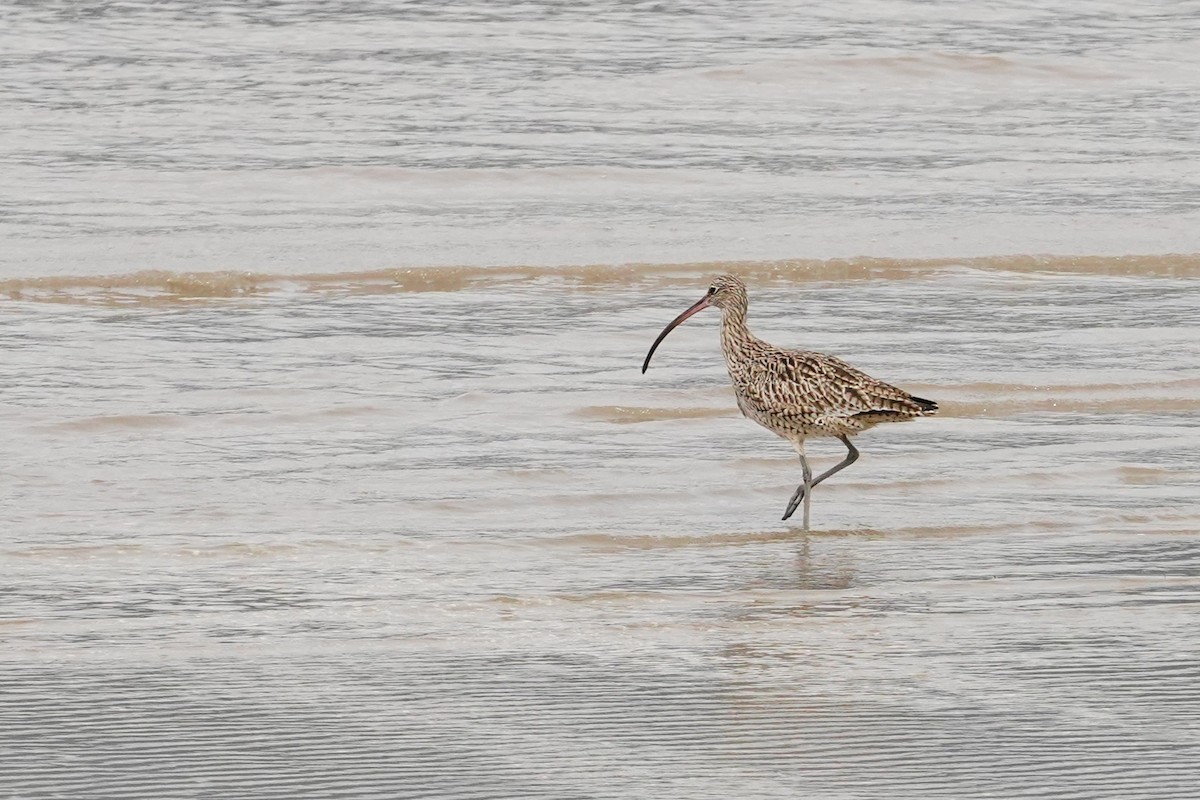 Far Eastern Curlew - Trevor Ross