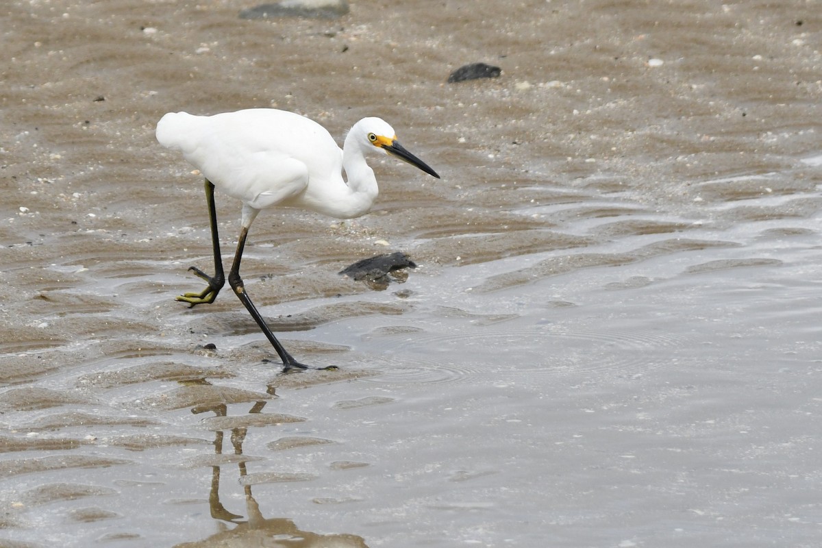 Little Egret - Trevor Ross