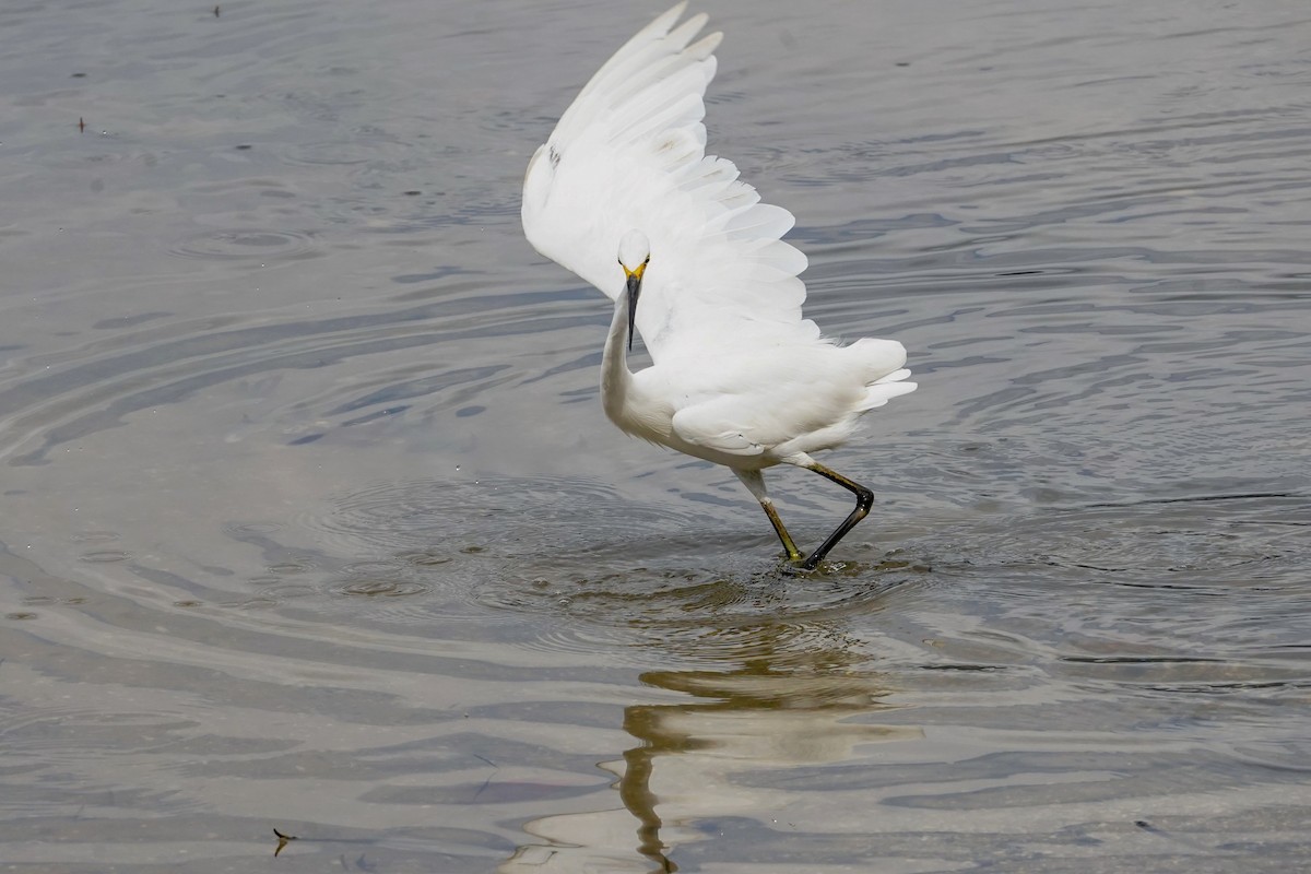 Little Egret - Trevor Ross