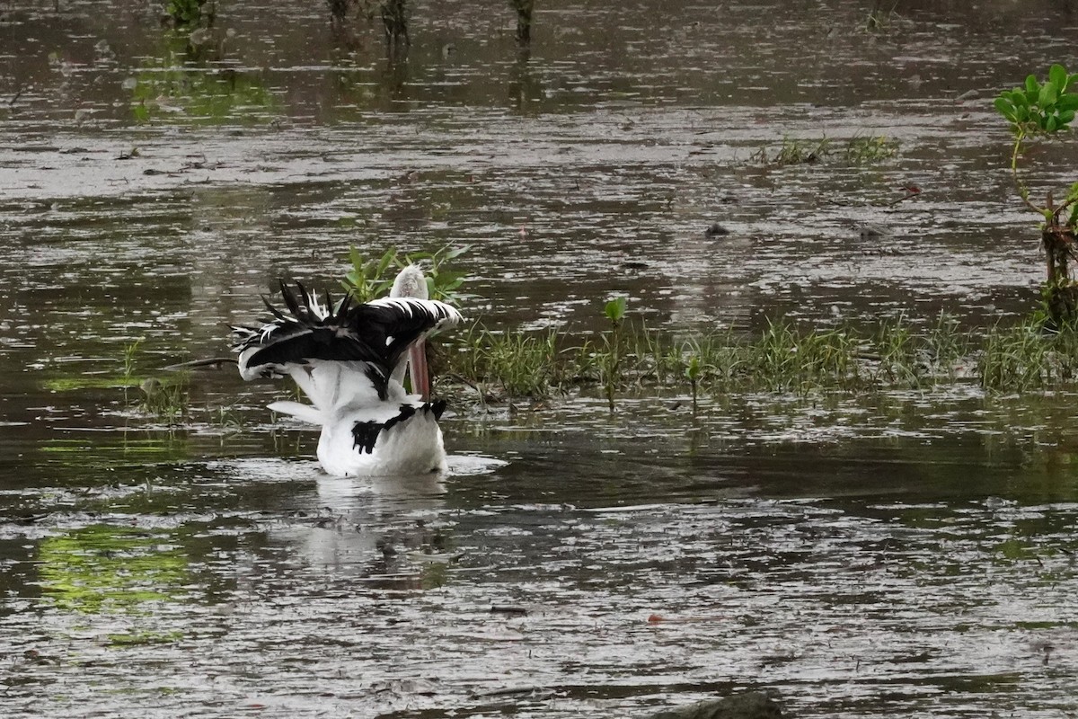 Australian Pelican - Trevor Ross