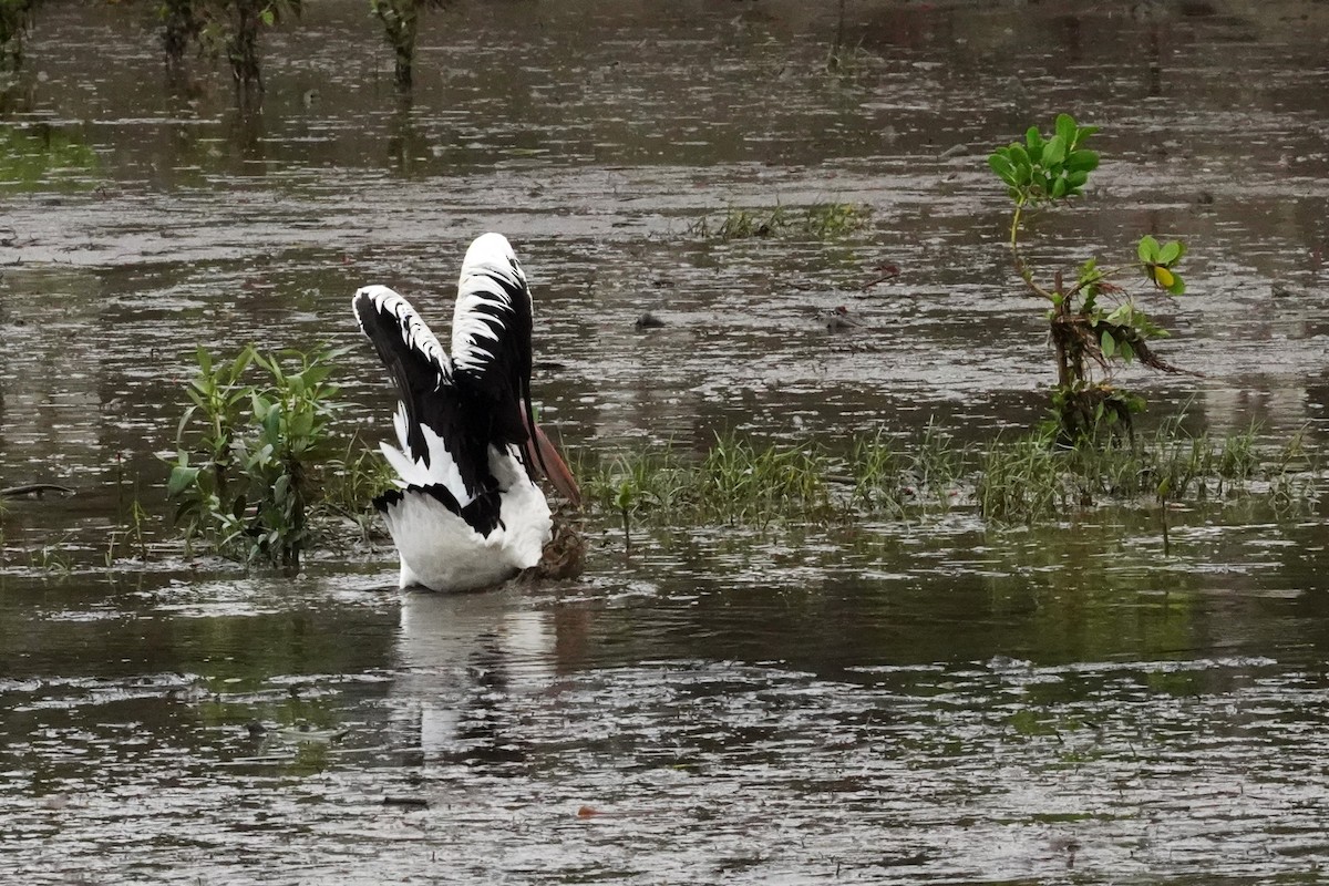 Australian Pelican - Trevor Ross