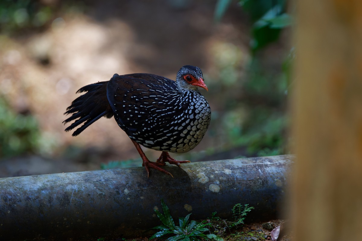 Sri Lanka Spurfowl - ML614807665