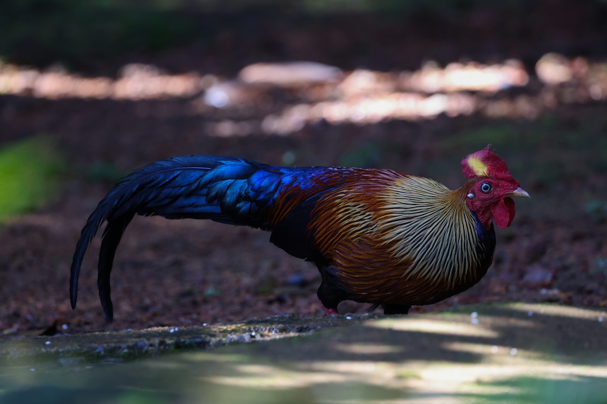 Sri Lanka Junglefowl - ML614807674