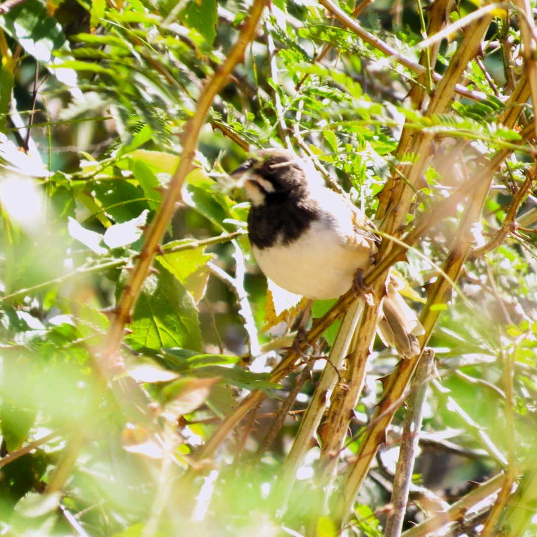 Black-chested Sparrow - ML614807680