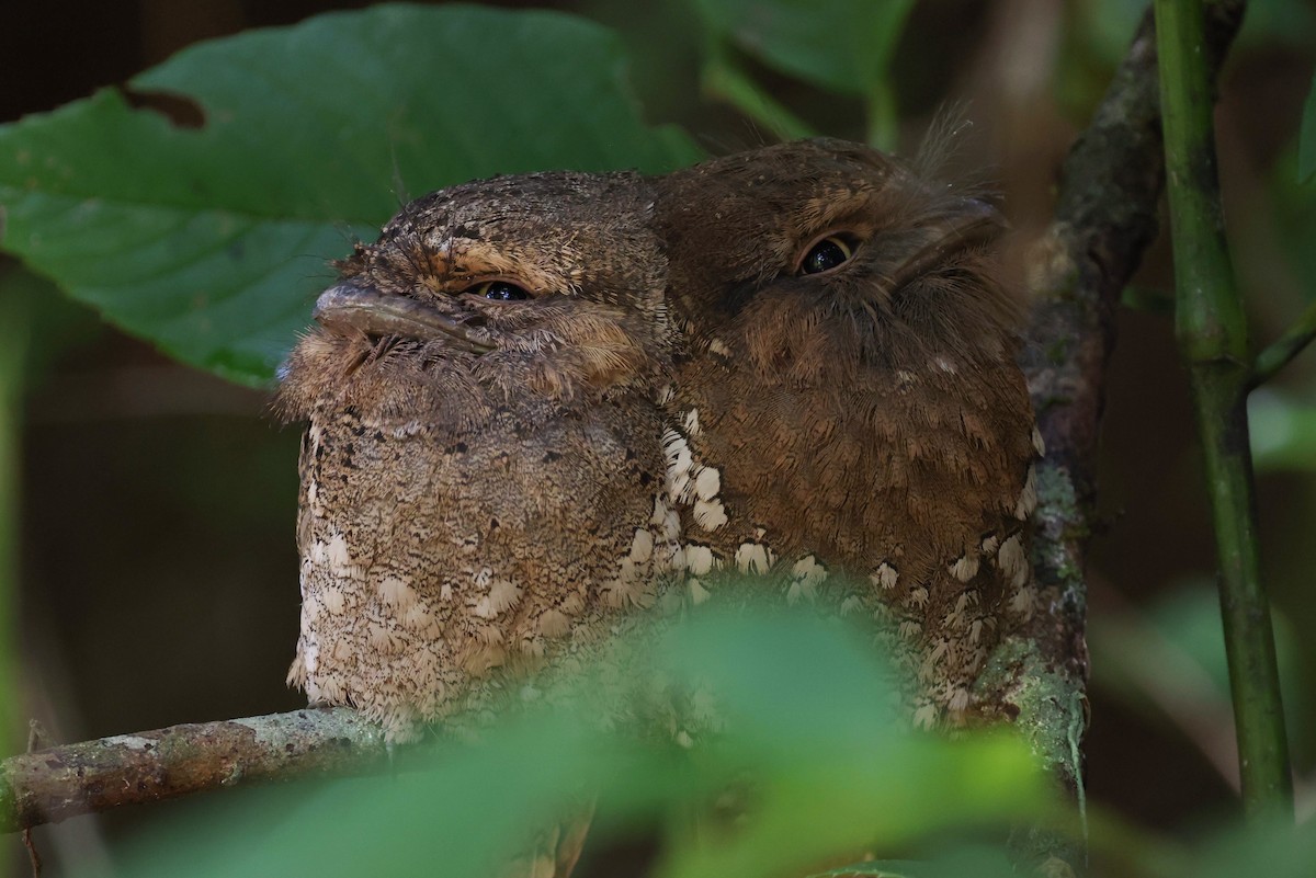 Sri Lanka Frogmouth - ML614807709