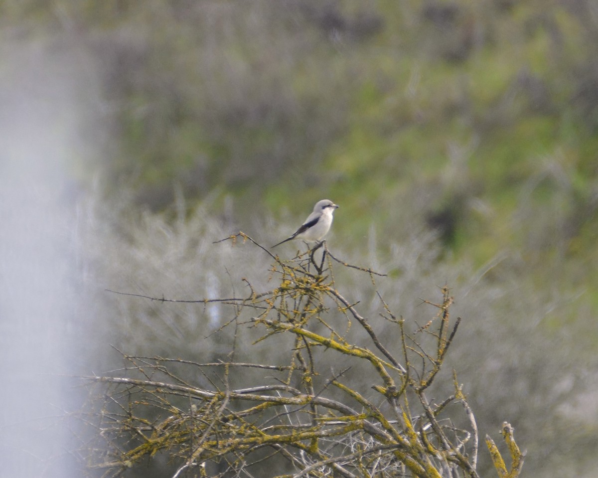 Northern Shrike - ML614807710