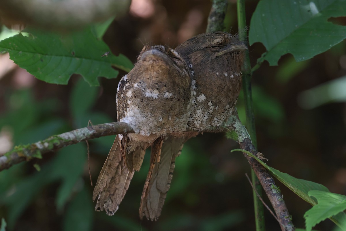 Sri Lanka Frogmouth - ML614807712