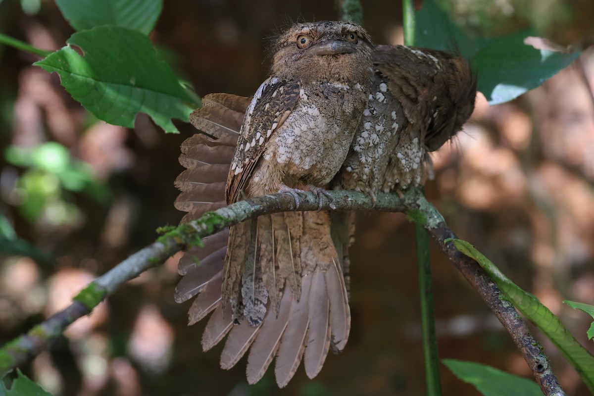 Sri Lanka Frogmouth - ML614807713