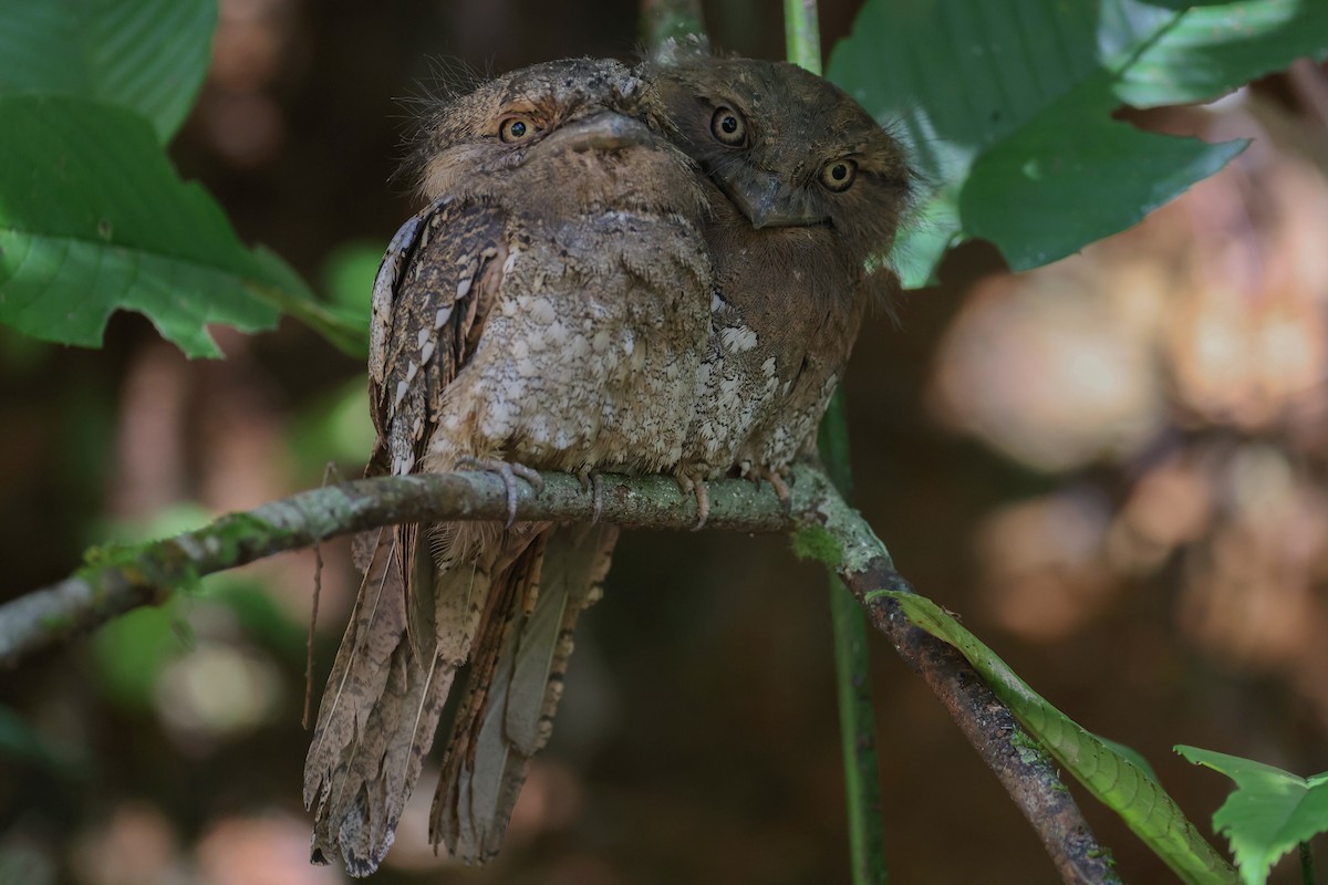 Sri Lanka Frogmouth - ML614807714