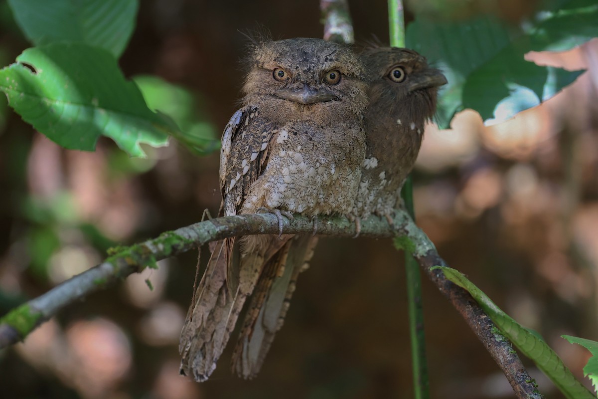 Sri Lanka Frogmouth - ML614807715