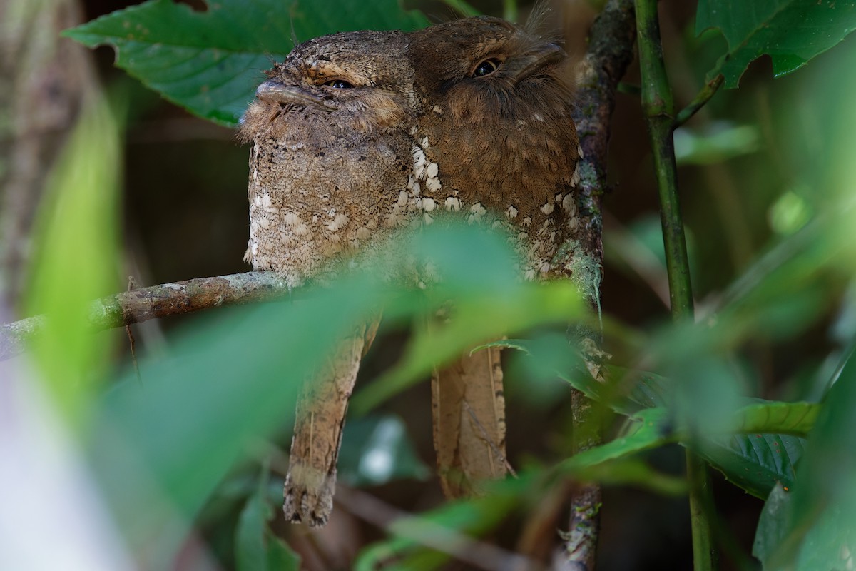 Sri Lanka Frogmouth - ML614807716