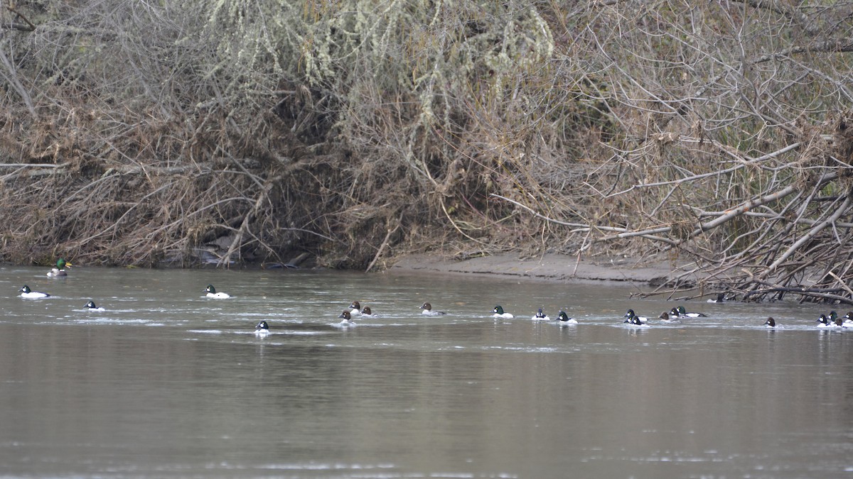 Common Goldeneye - ML614807754