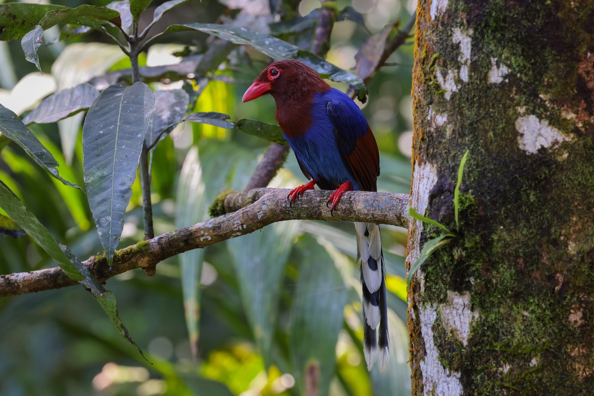 Sri Lanka Blue-Magpie - ML614807771