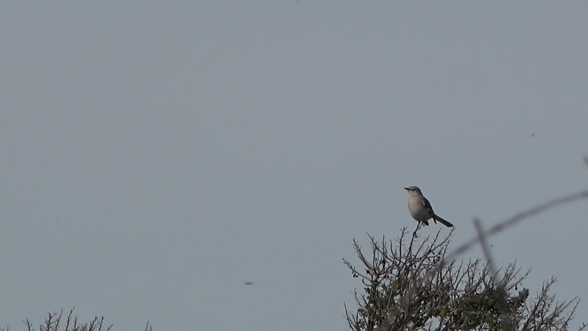 Northern Mockingbird - ML614807821