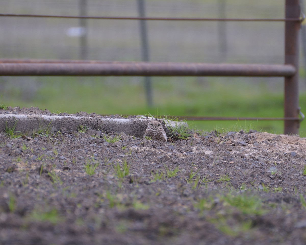 Burrowing Owl - ML614807822