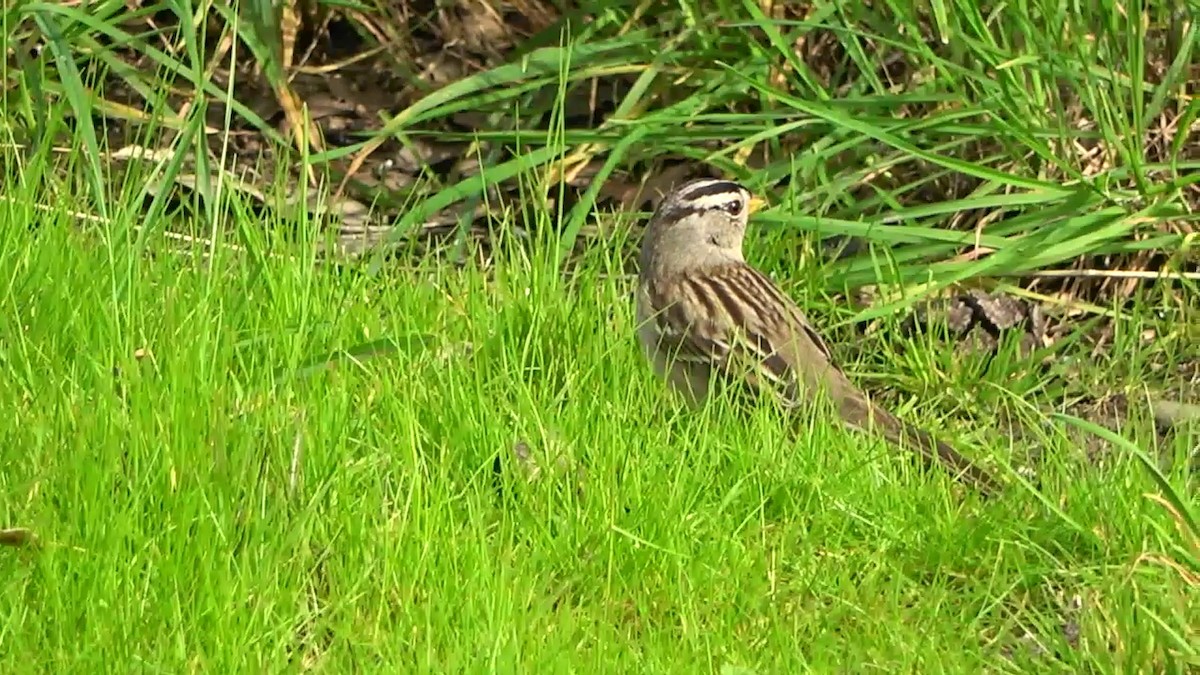 White-crowned Sparrow - ML614807823