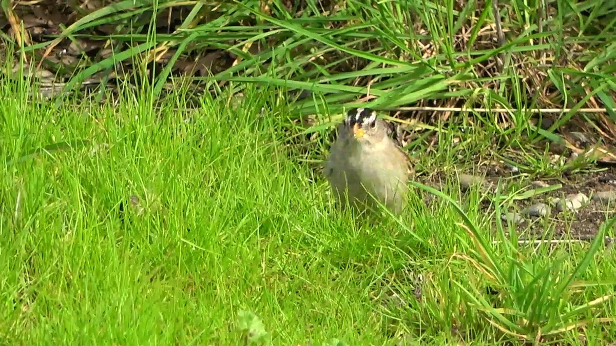 White-crowned Sparrow - ML614807824