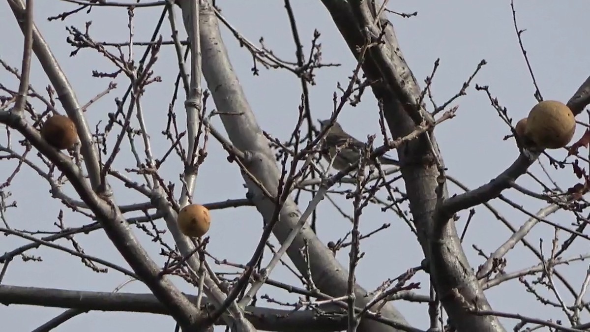 Yellow-rumped Warbler - ML614807827