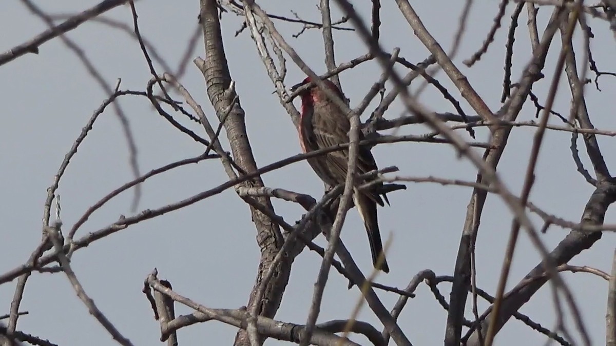 House Finch - ML614807830