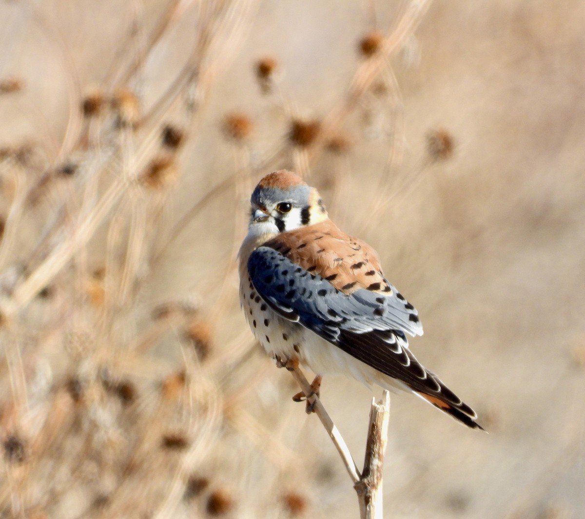 American Kestrel - ML614807869