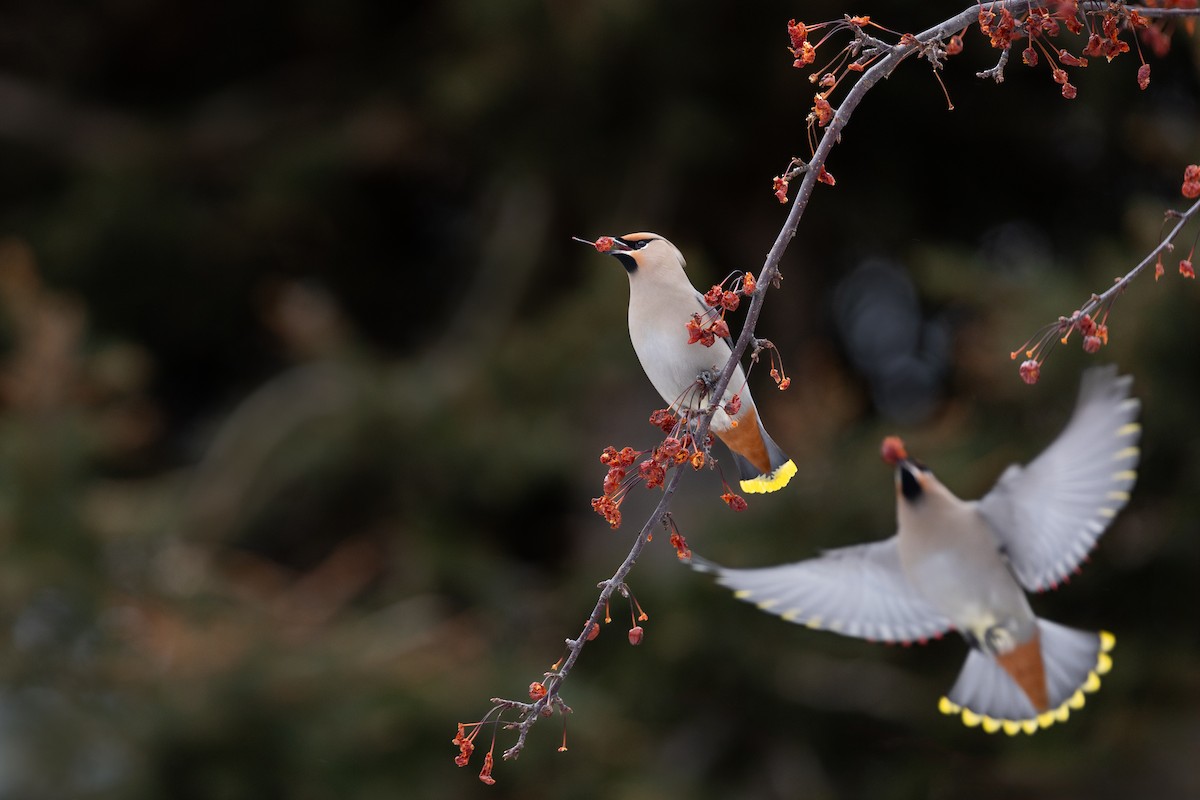 Bohemian Waxwing - Emma Price