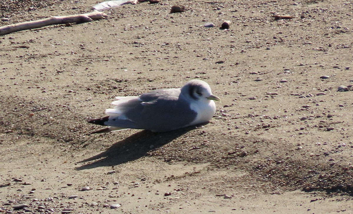 Mouette tridactyle - ML614808036
