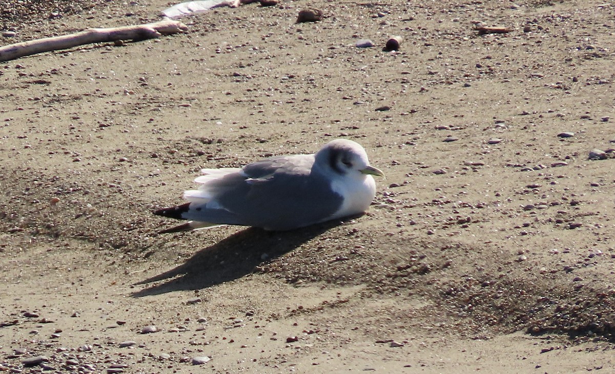 Black-legged Kittiwake - ML614808036