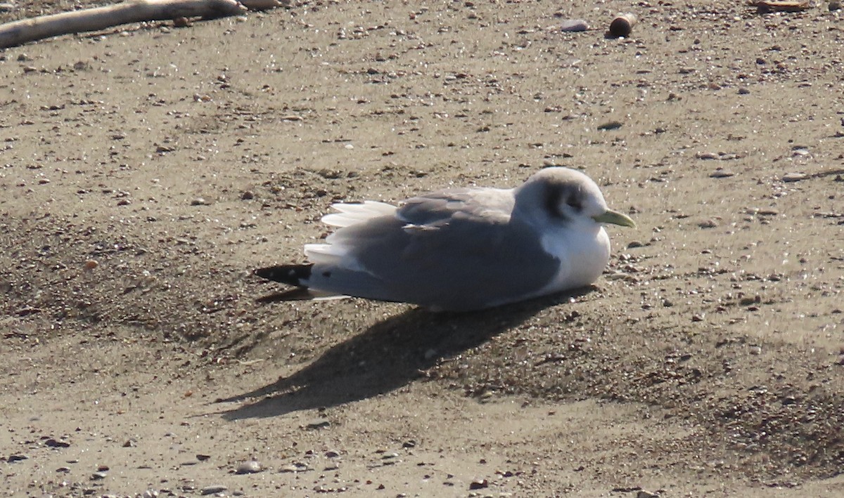 Mouette tridactyle - ML614808040