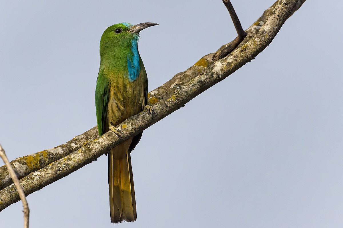 Blue-bearded Bee-eater - ML614808056