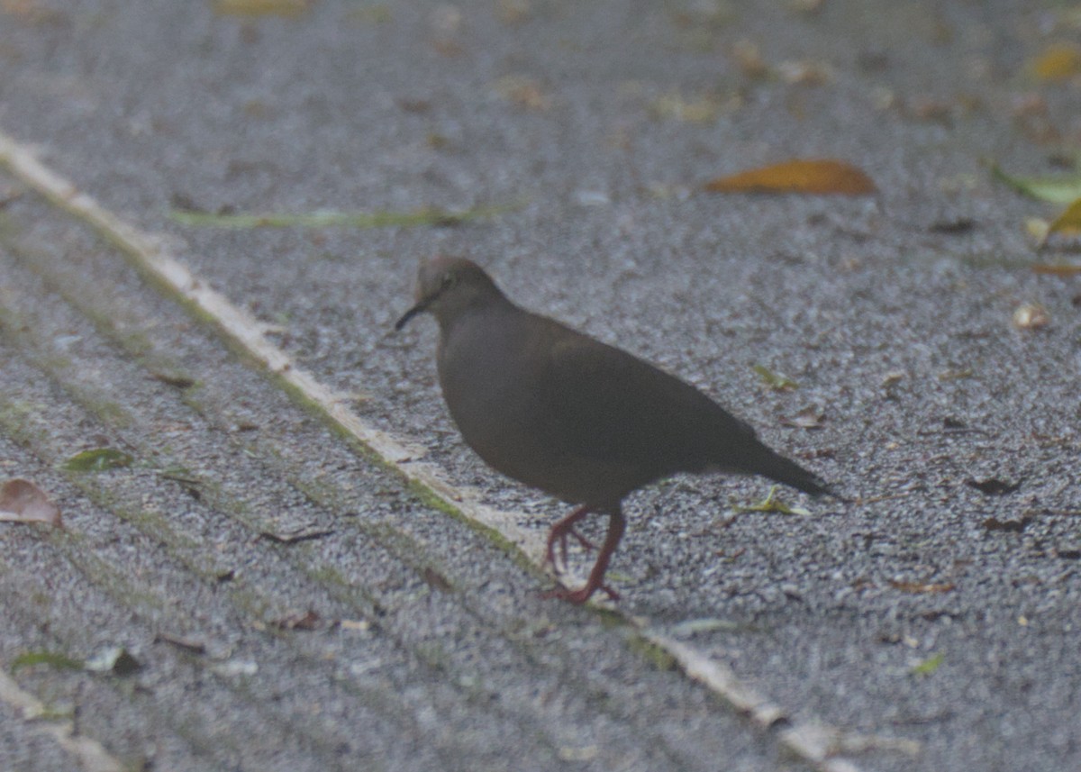 Gray-chested Dove - ML614808067
