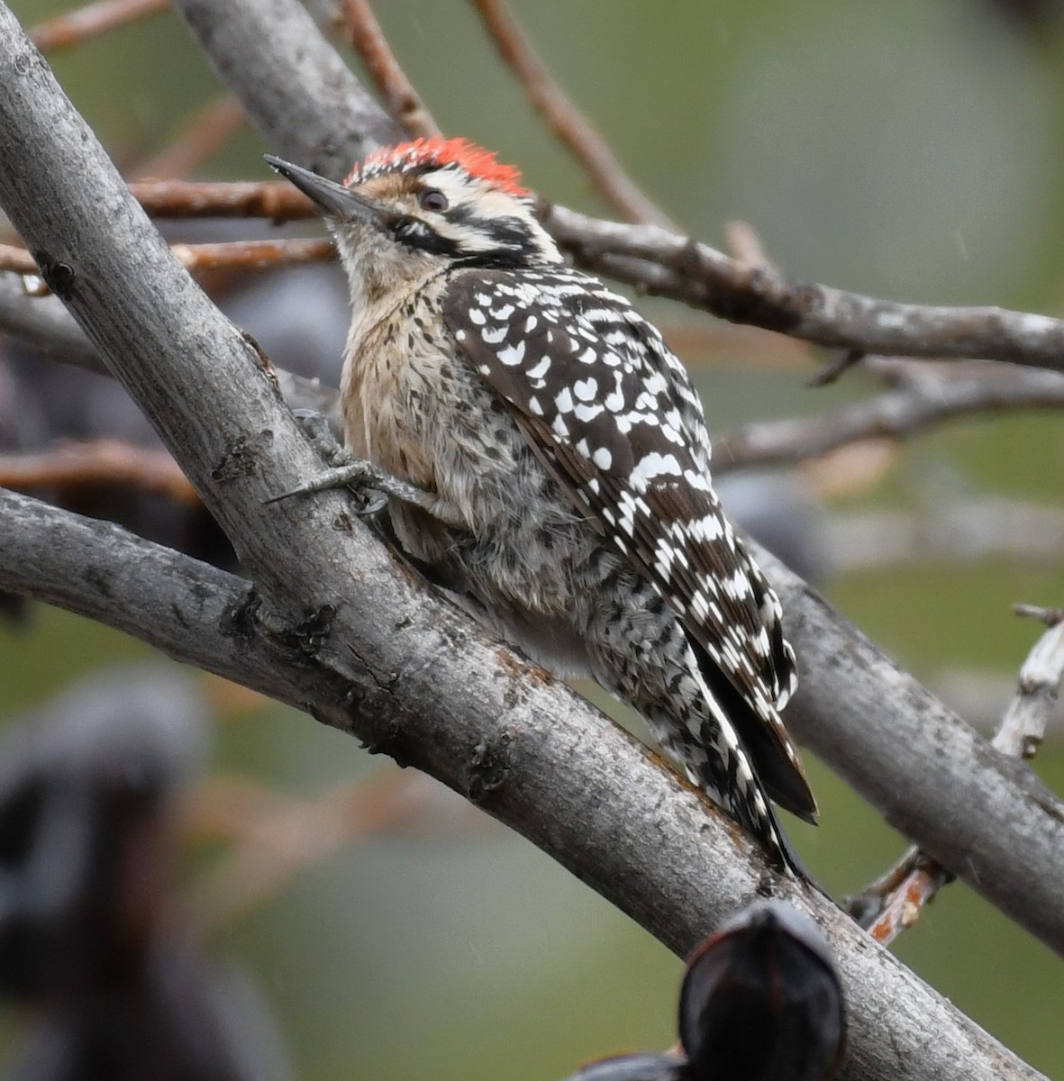 Ladder-backed Woodpecker - ML614808078