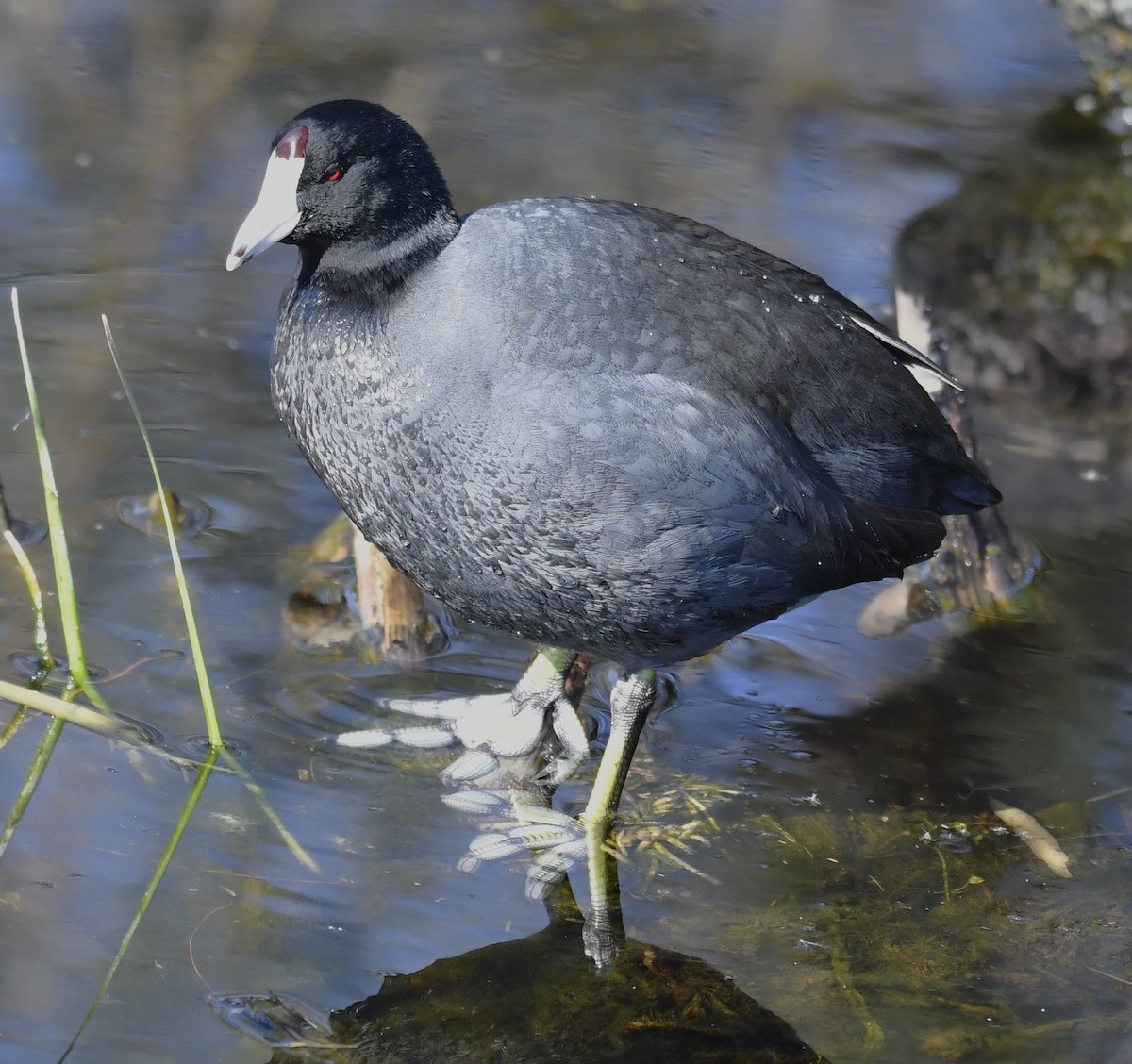 American Coot (Red-shielded) - ML614808130