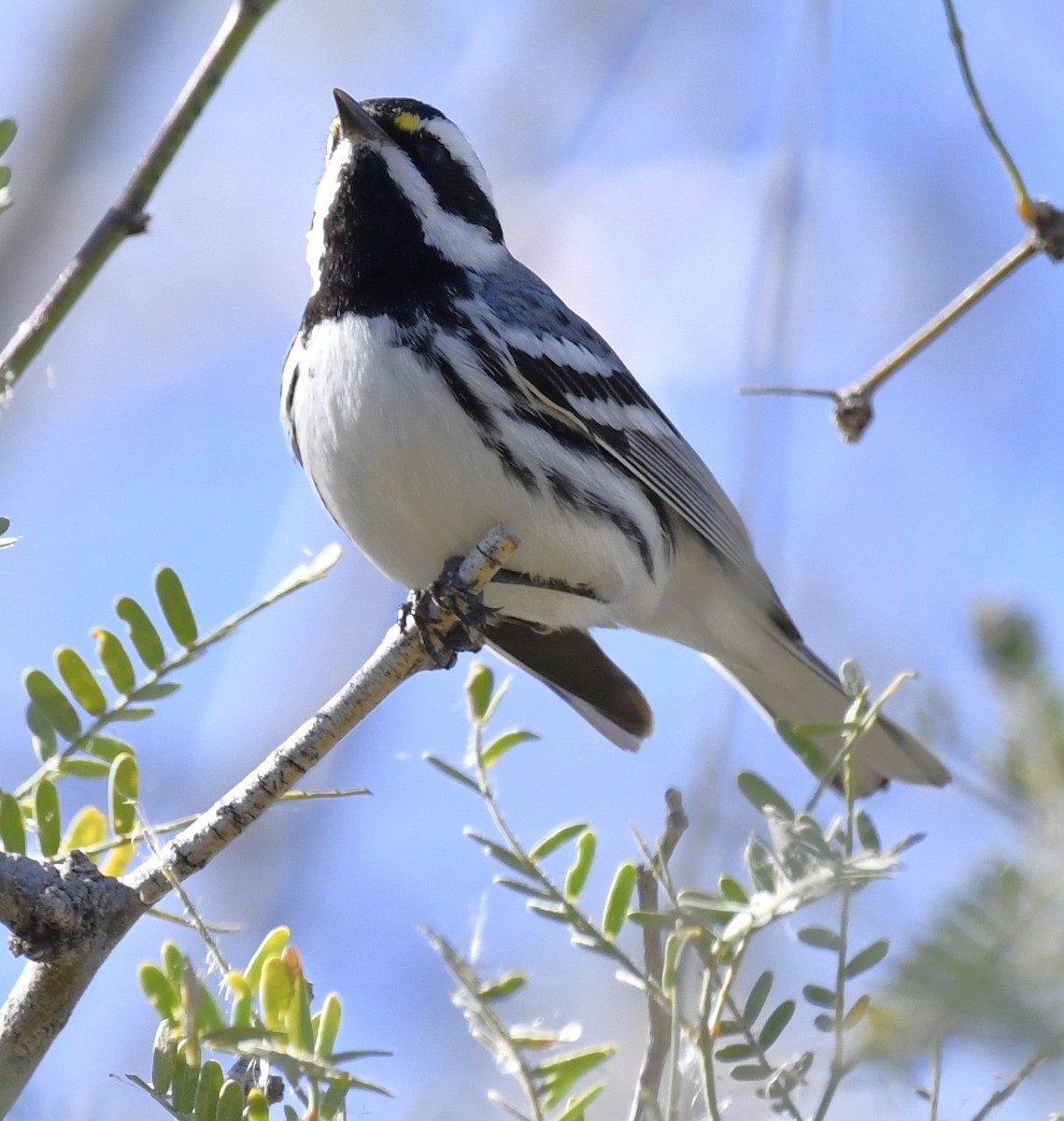 Black-throated Gray Warbler - ML614808142