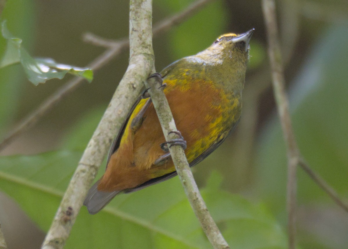 Olive-backed Euphonia - ML614808147