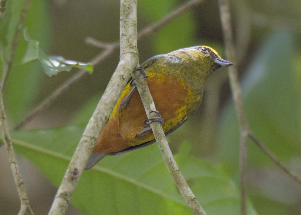 Olive-backed Euphonia - ML614808148