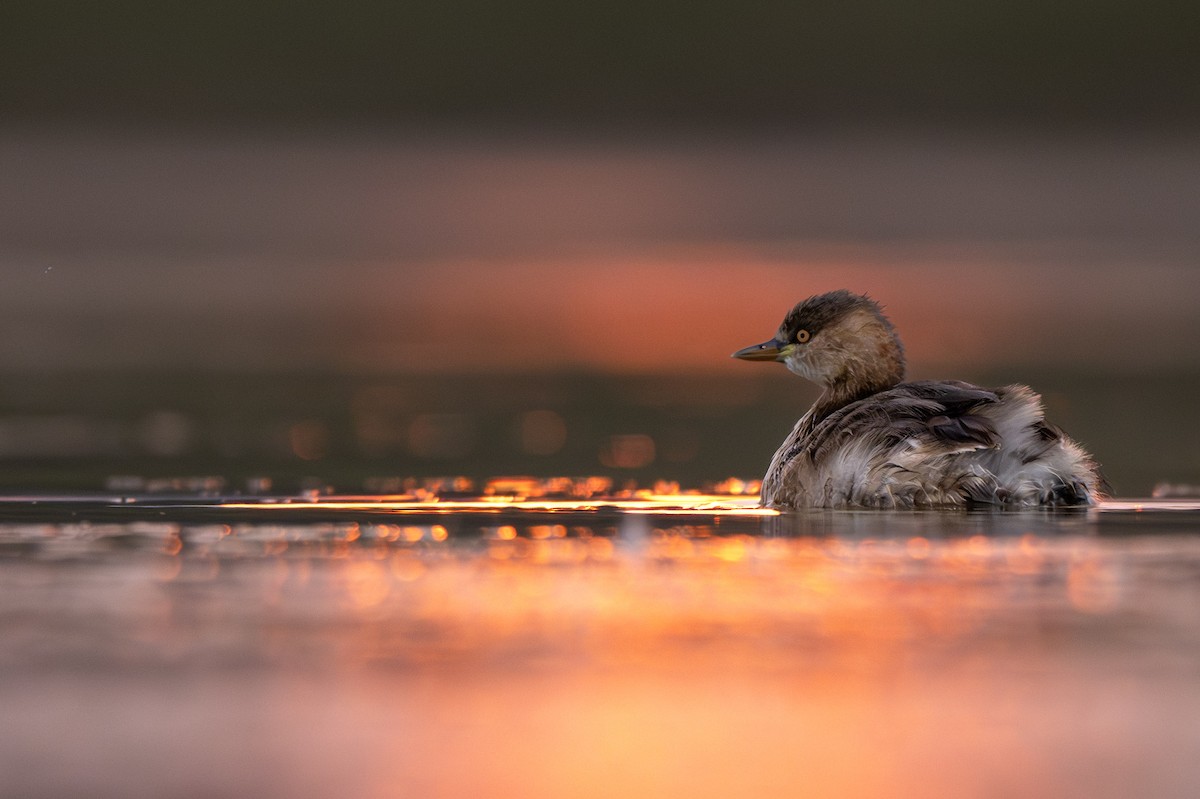 Little Grebe - ML614808150