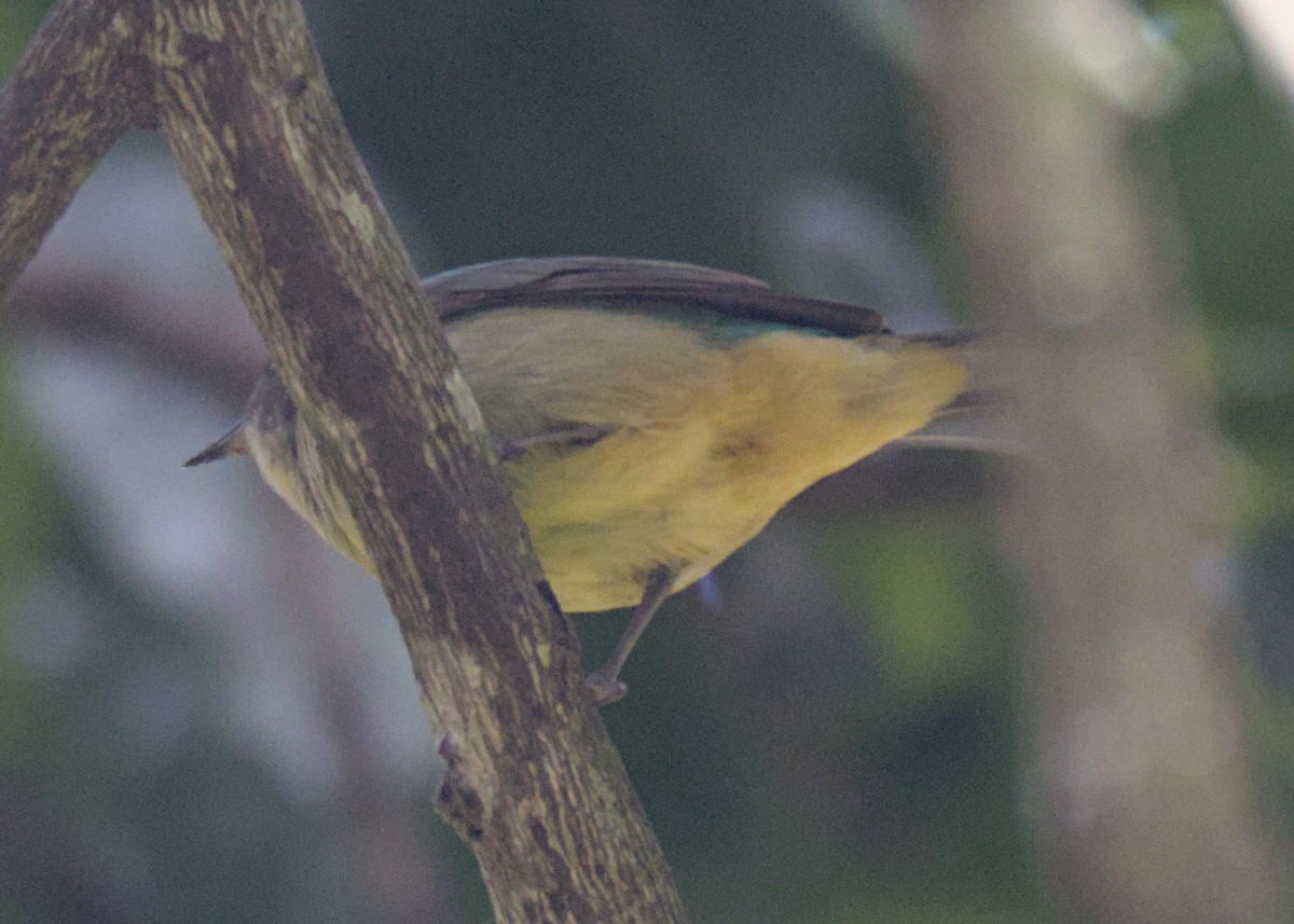 Scarlet-thighed Dacnis - ML614808152