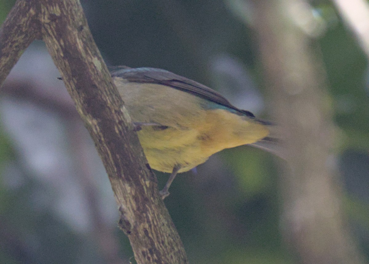 Scarlet-thighed Dacnis - ML614808153