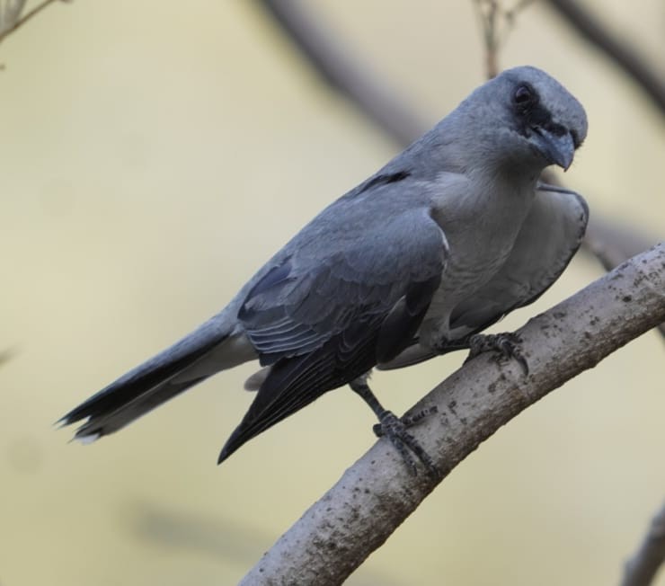 Indian Cuckooshrike - ML614808196