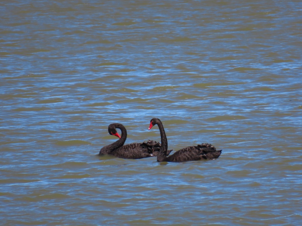 Black Swan - ML614808217