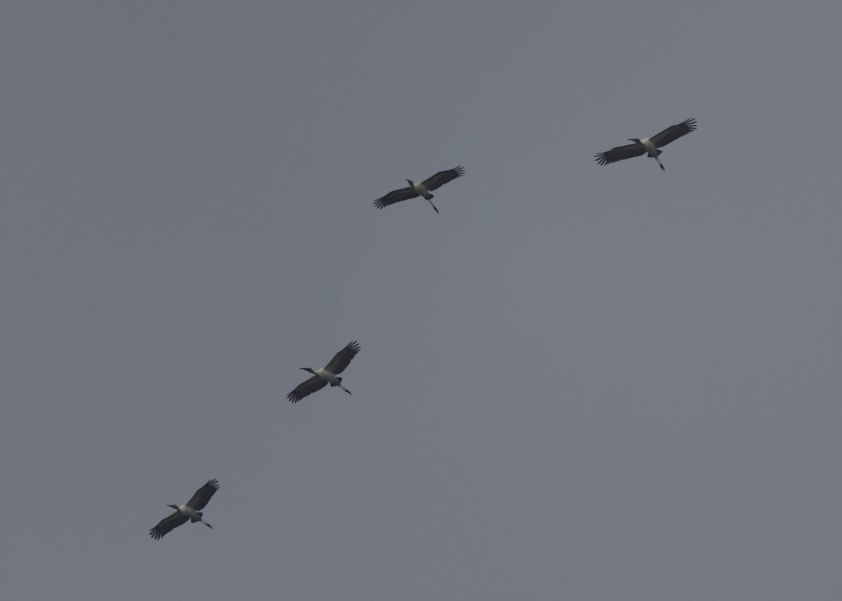 Wood Stork - ML614808236