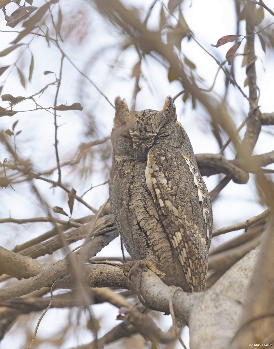 owl sp. - ML614808318