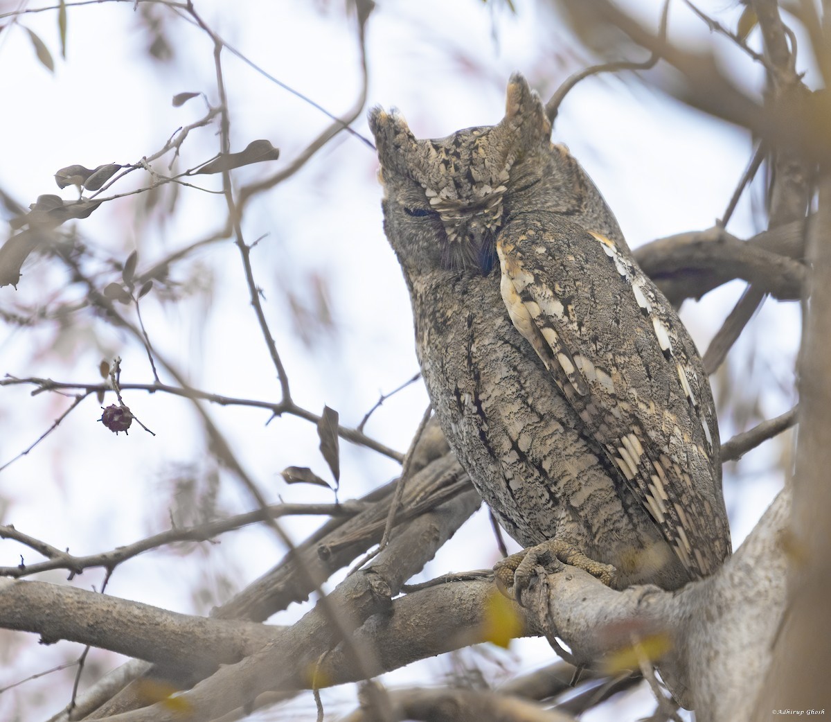 owl sp. - ML614808322