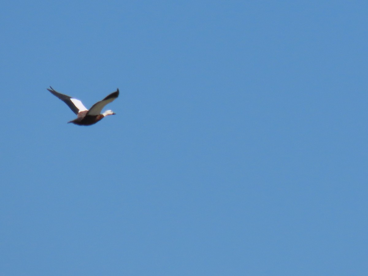 Paradise Shelduck - ML614808354