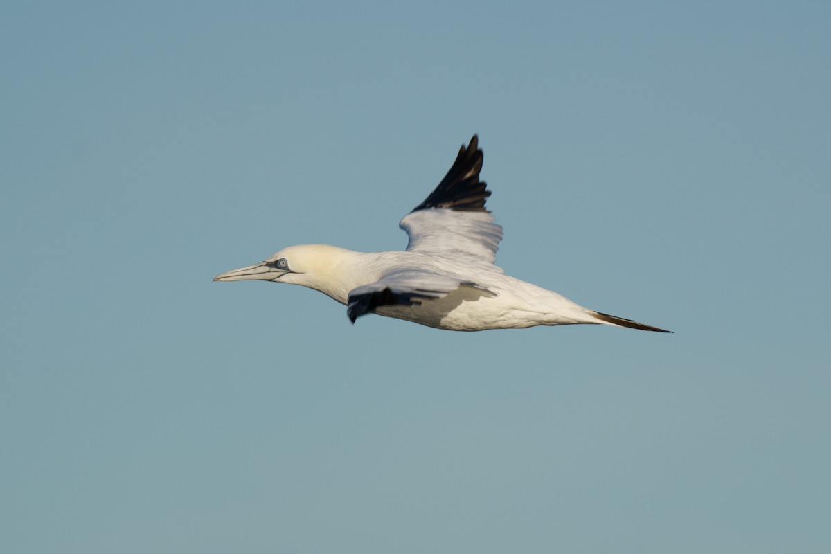 Northern Gannet - ML614808367