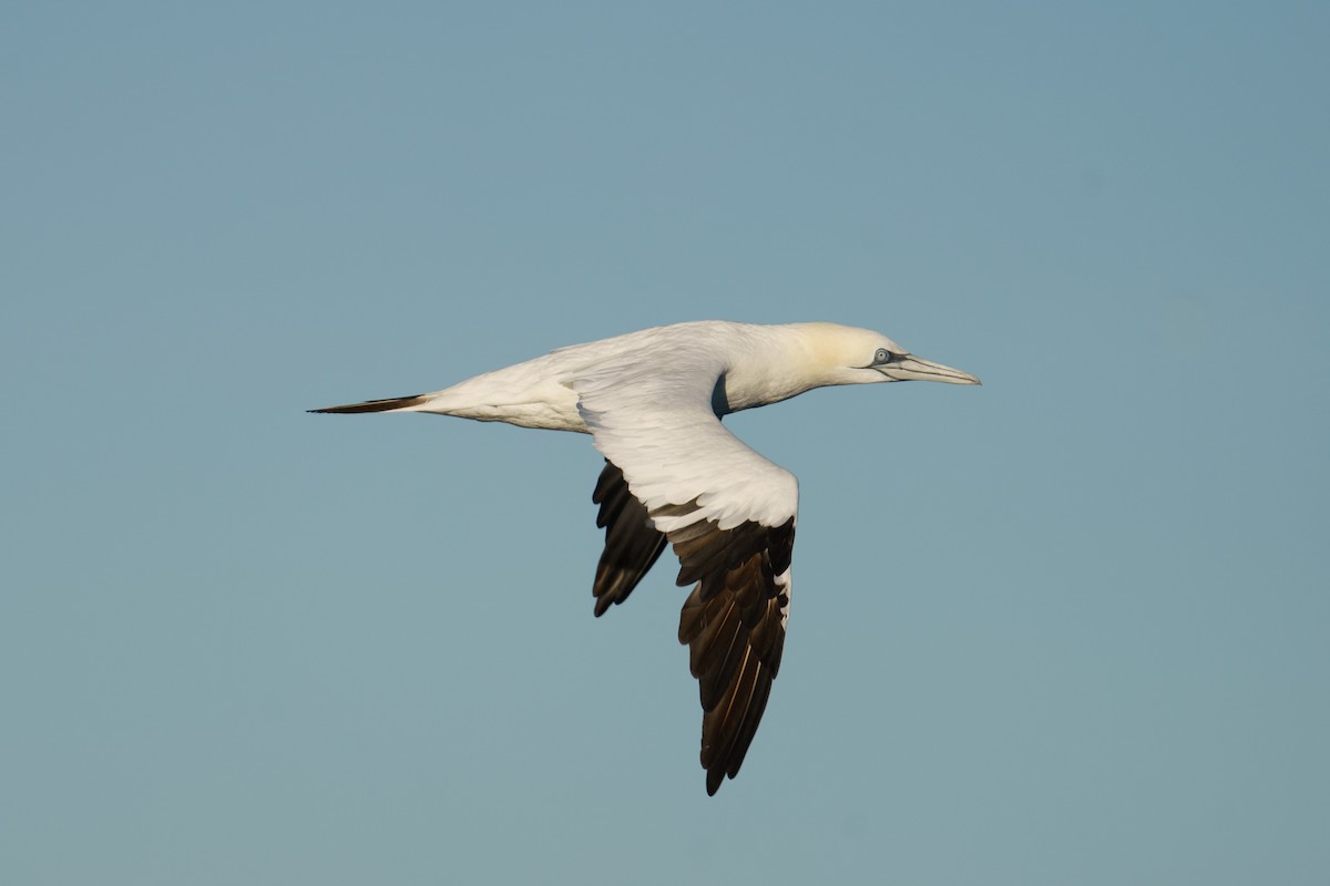 Northern Gannet - ML614808368