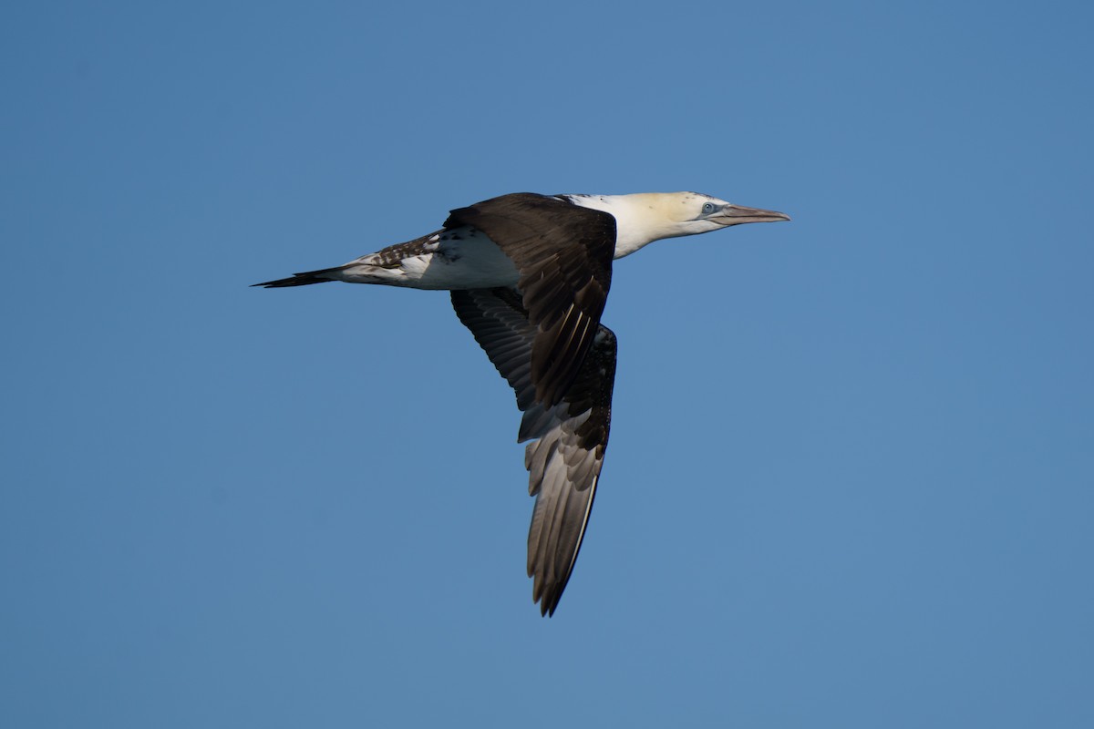 Northern Gannet - ML614808372