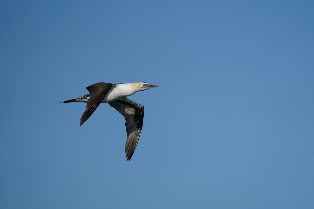 Northern Gannet - ML614808373