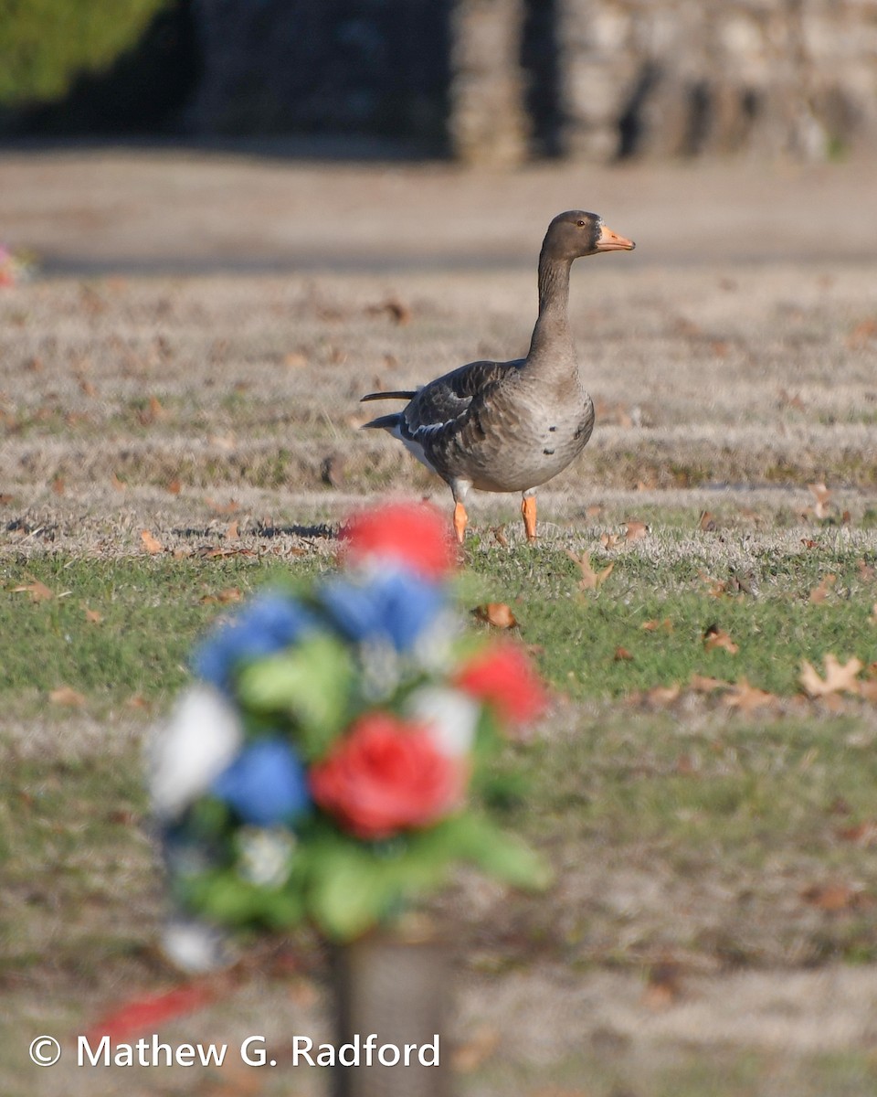 Greater White-fronted Goose - ML614808375